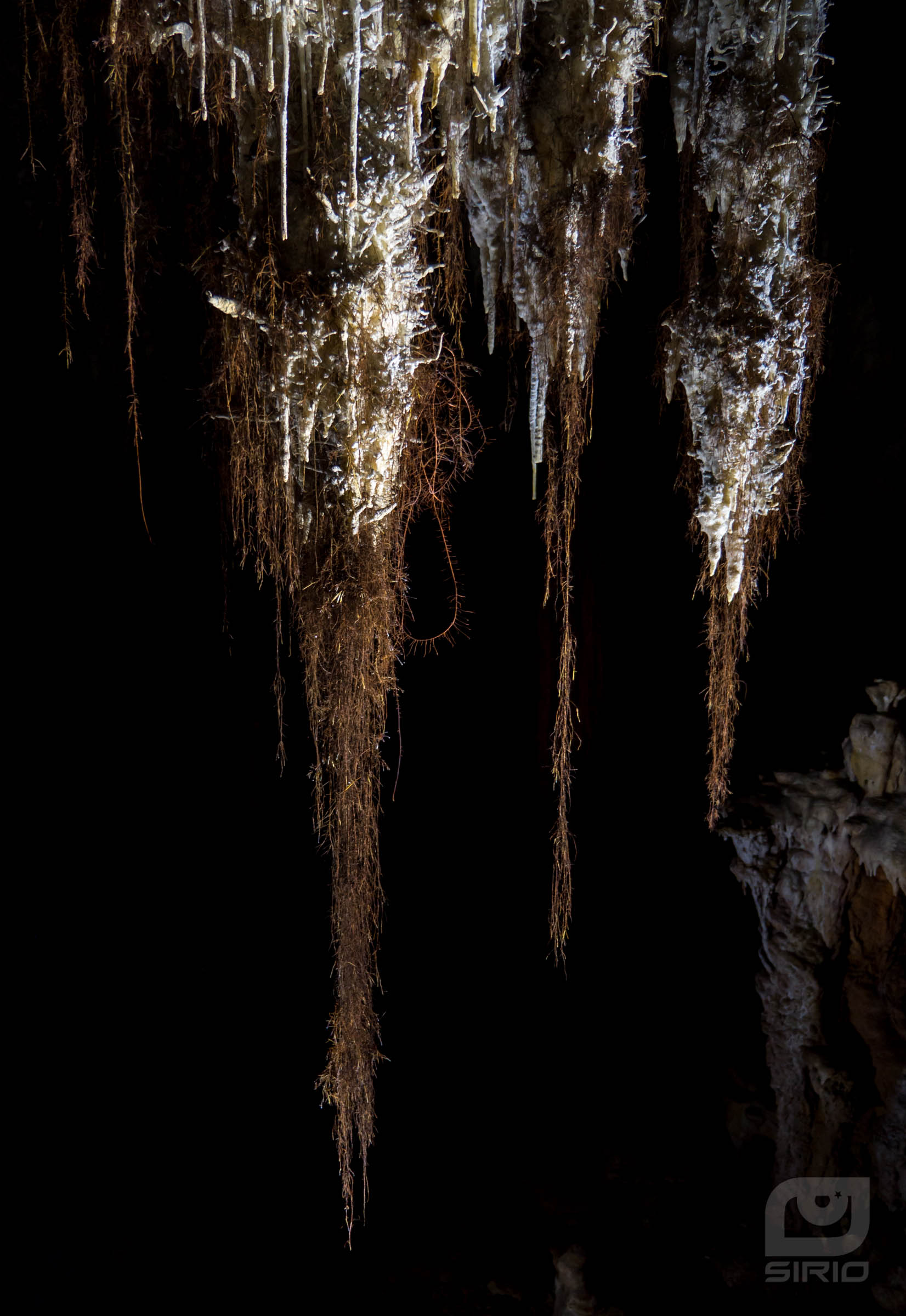 Stalactite with roots