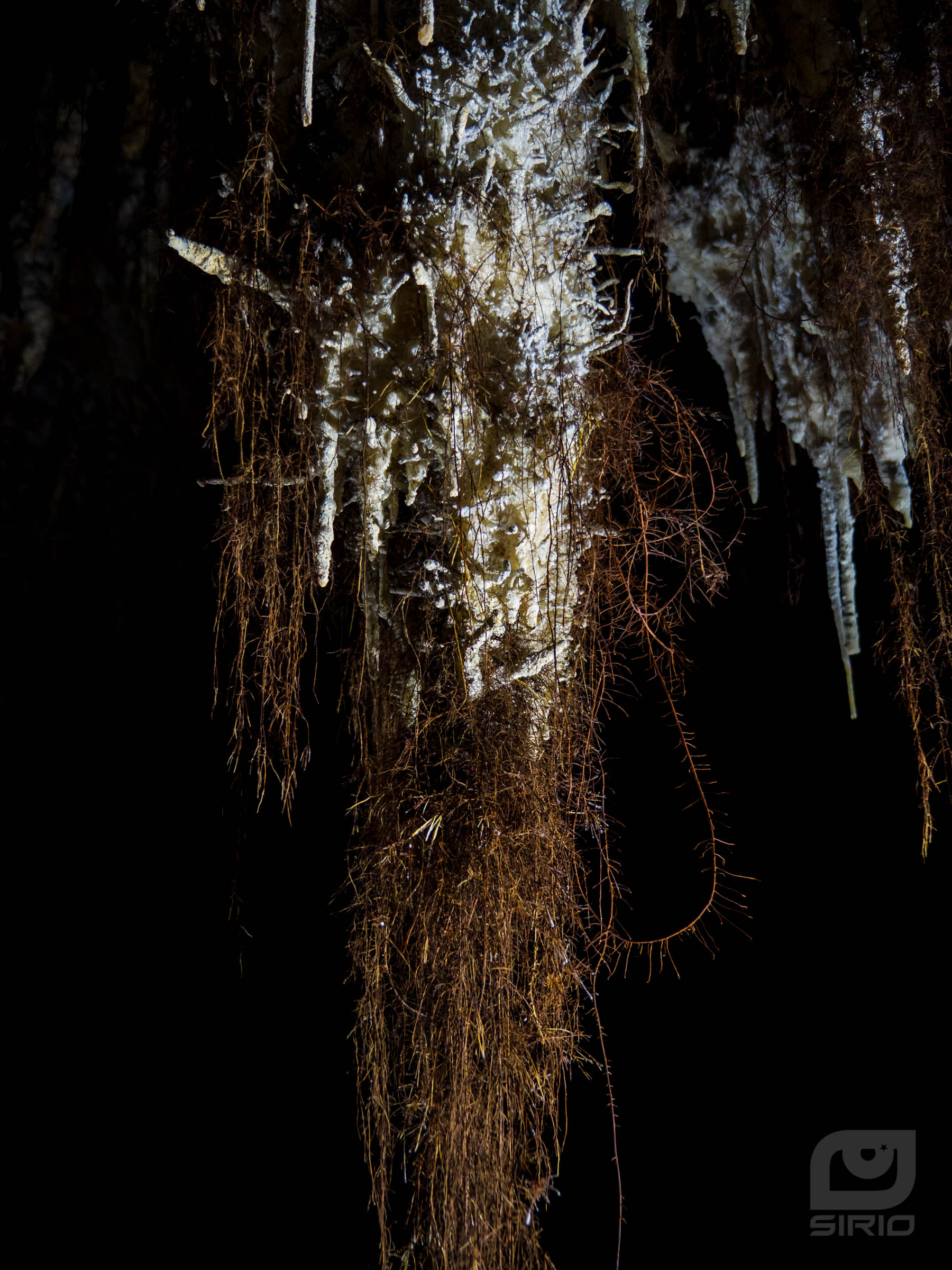 Stalactite with roots